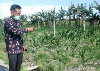 Naweri Bangkit dari Keterpurukan