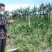 Naweri Bangkit dari Keterpurukan