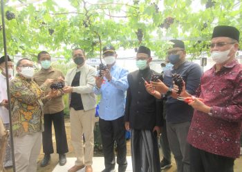 Optimis Anggur Bisa Berkembang di Kalbar