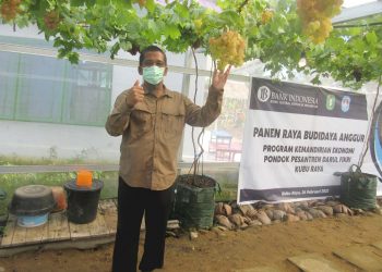 Kembangkan Anggur di Lahan Tropis