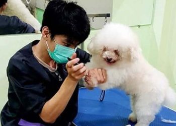 ABCDE Dogie Kingdom Hotel Hewan di Pontianak