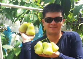 Jambu Madu Green Honey Tembus Pasar Malaysia