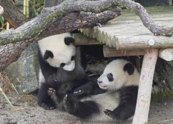 Panda Raksasa Kembar Tampil di Kebun Binatang Spanyol