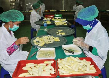 Diam-diam Kalbar Sudah Ekspor Pisang Beku