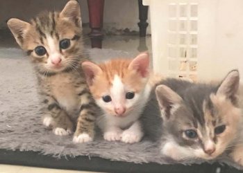 Kucing Bisa Menginap dan Makan Mewah