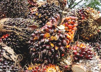 Apindo Kalbar Dukung Larangan Ekspor CPO