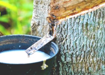 RRT Lockdown, Harga Karet Melemah