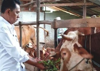 Pemerintah Lakukan Pengendalian PMK Hewan Ternak