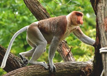 Hutan Mangrove Sangat Unik Ada di Kalimantan Barat