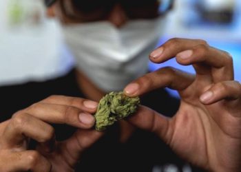 Sejuta Pohon Ganja Gratis, tapi Warga Tak Boleh Mabuk