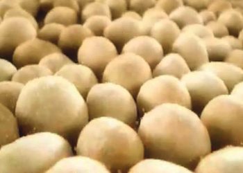 Kacang Panggang Indonesia Masuk Kanada, Nilainya Lebih 42 Ribu Dolar