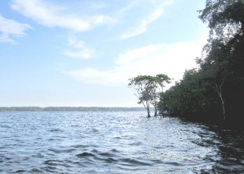 Inilah Hutan Mangrove Terbaik di Asia Tenggara