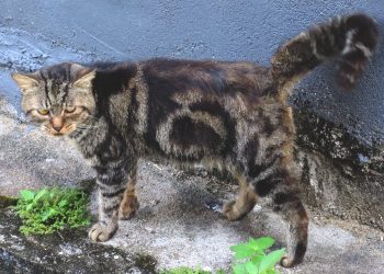 Mengapa Kucing yang Dikebiri Menggemuk