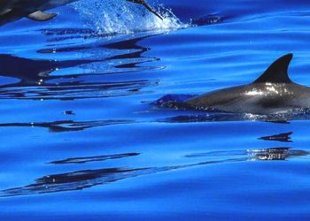 Lumba-lumba Tanpa Sirip Ada di Perairan Kubu Raya