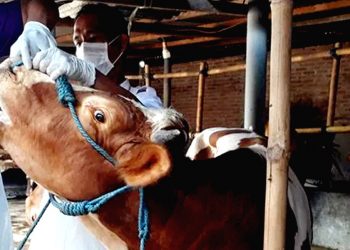 Tidak Sah, Berkurban dengan Hewan yang Terkena PMK