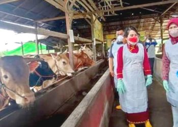 Sebanyak 17 Ternak Sapi di Singkawang Terinfeksi PMK