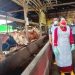 Sebanyak 17 Ternak Sapi di Singkawang Terinfeksi PMK