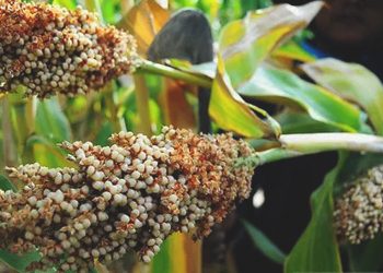 Sorgum Dapat Menjadi Pengubah Keadaan Ketahanan Pangan