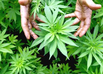 Regulasi Ganja untuk Kebutuhan Medis akan Diterbitkan