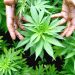 Regulasi Ganja untuk Kebutuhan Medis akan Diterbitkan