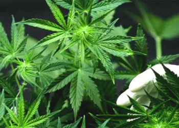 Legalisasi Ganja Medis untuk Kesehatan Ditolak MK