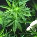Legalisasi Ganja Medis untuk Kesehatan Ditolak MK