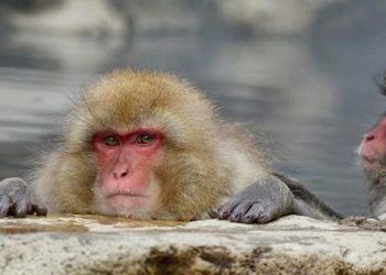 Wabah Cacar Monyet Telah Menyebar ke 72 Negara