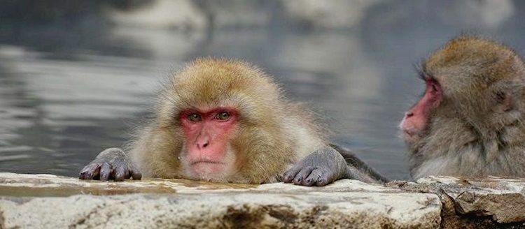 Penyakit Cacar monyet pertama kali ditemukan pada monyet, kini telah menyebar ke 72 negara.(pixabay)