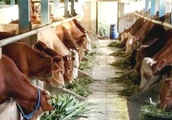 BNPB Tetapkan Status Darurat PMK Hewan Ternak