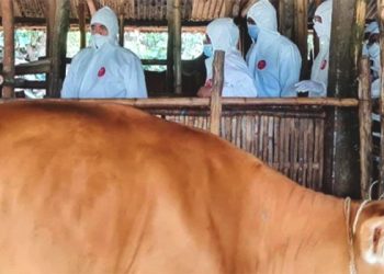 Tiga Provinsi ini Seluruh Wilayahnya Terinfeksi PMK