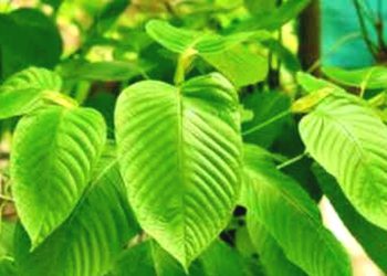 Tanaman Kratom Memiliki Potensi Ekonomi Luar Biasa