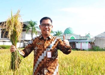 Gerakan Petani BSM3, Solusi Cerdas Penuhi Pupuk Petani