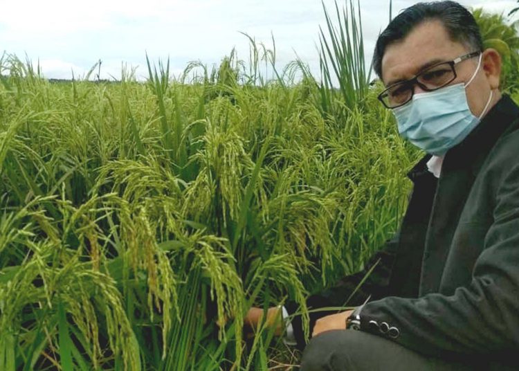 Florentinus Anum, Kepala Dinas Tanaman Pangan dan Hortikultura (TPH) Kalimantan Barat fokus intensifikasi tanaman pangan.(ist)