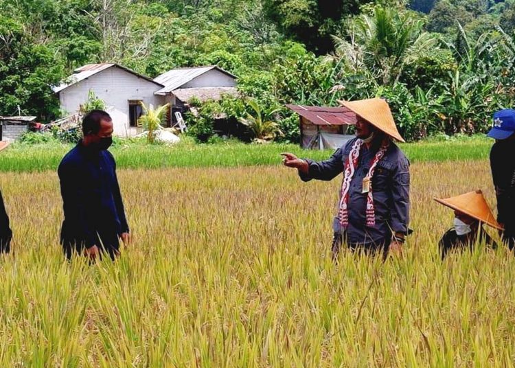 Dinas Tanaman Pangan dan Hortikultura Kalbar tingkatkan produksi komoditas strategis.(ist)