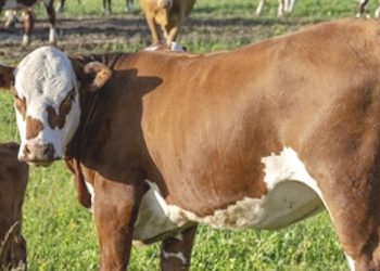 Kentut Sapi Ternyata Berbahaya