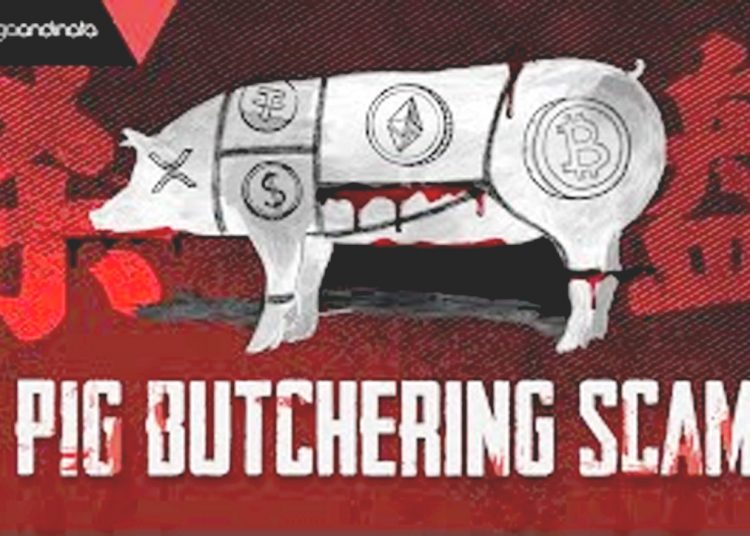 Ilustrasi Pig Butchering Scam, modus baru penipuan investasi.(youtube)