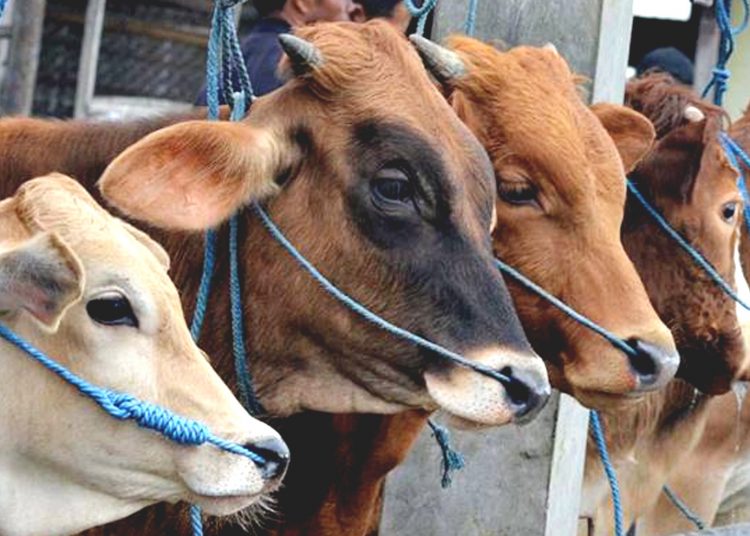 Negara Selandia Baru berencana menarik pajak dari kentut dan sendawa sapi.(net)