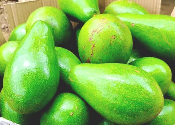 Budidaya Alpukat Sinka Semakin Diminati