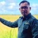 Produksi Padi ASEM BPS 2022 Kalbar 814.743 Ton GKG