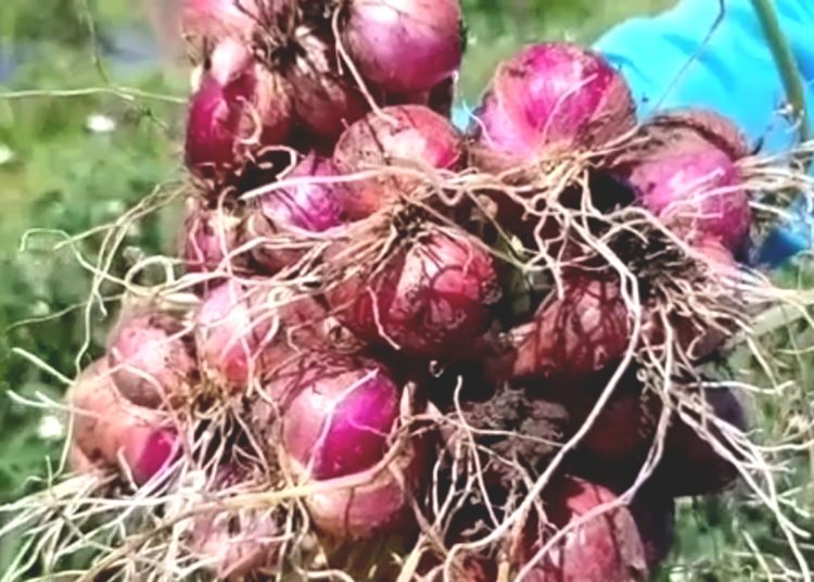 Produksi bawang merah di Kalimantan Barat.(ist)