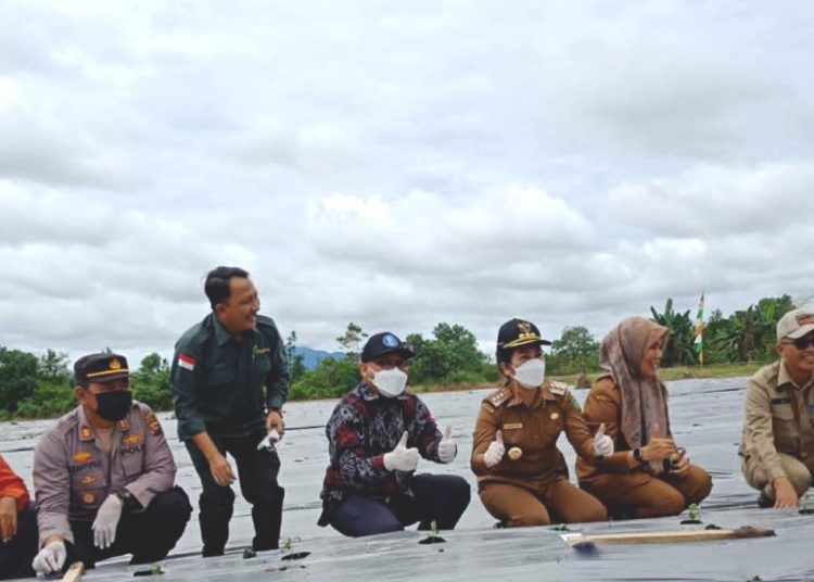 Dinas TPH Kalbar gencar lakukan gerakan menanam cabai.(ist)