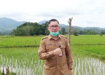 Angka Sementara Produksi Padi di Kalbar 814.743 ton GKG