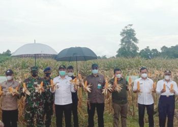 Target Produksi Jagung 2023 Kalbar 250.698 Ton Kering Pipil