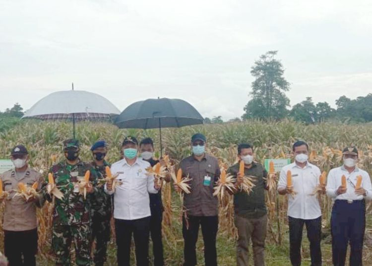 Kepala Dinas Tanaman Pangan dan Hortikultura Provinsi Kalbar, Florentinus Anum panen jagung.(ist)