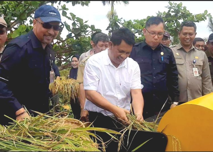 Direktur PPHTP, Batara Siagian panen raya padi di Kubu Raya, Kalimantan Barat.