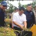 Direktur PPHTP Kementan Panen Raya Padi di Kubu Raya