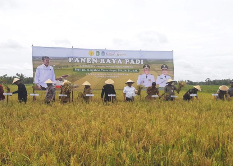 Panen raya di Kubu Raya, Kalimantan Barat.