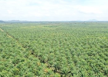 GAPKI Beri Manfaat Besar Bagi Perusahaan Sawit