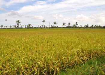 Petani Kalbar Didorong Ikut Asuransi Usaha Tani