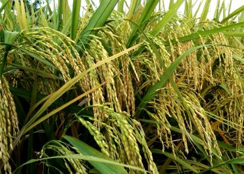 Antisipasi Krisis Pangan, Kalbar Jaga Produksi Hasil Pertanian